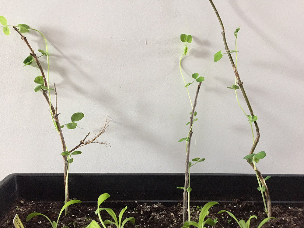 Tuteurs en bois pour pois