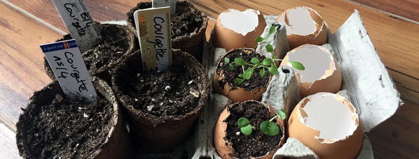 Coquilles d'oeufs semis