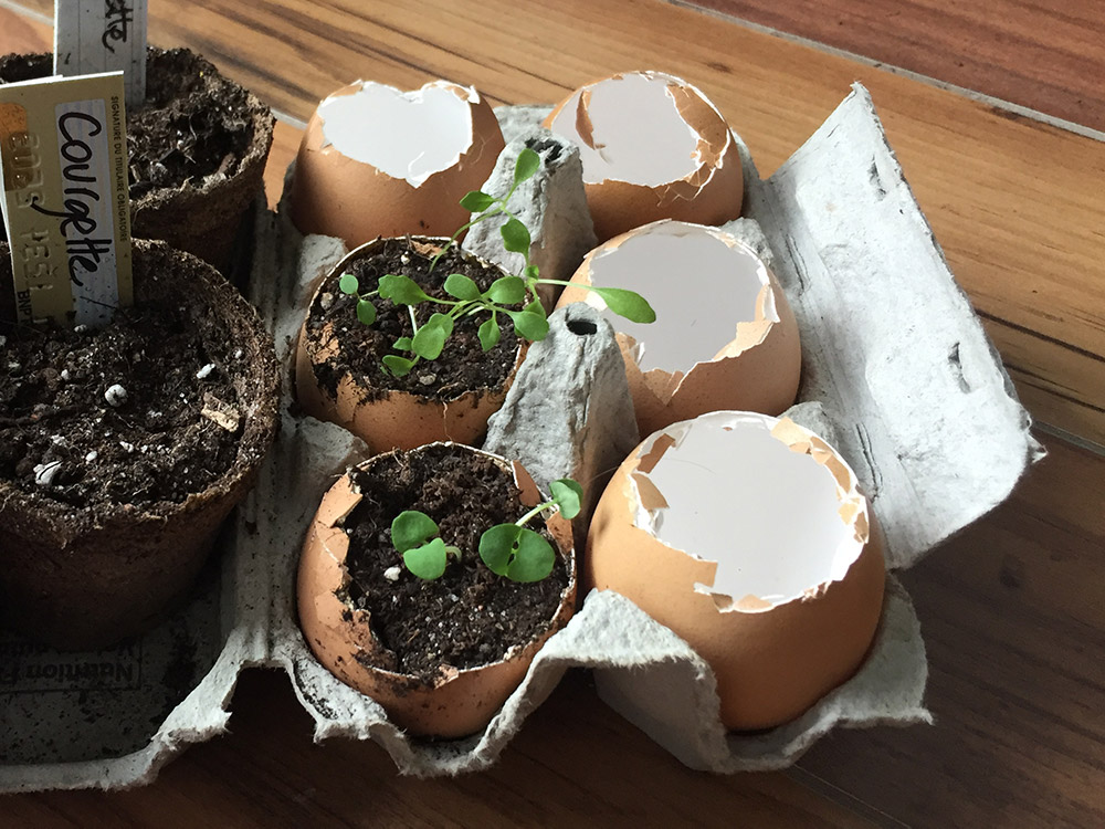 Semis dans coquille d'oeufs