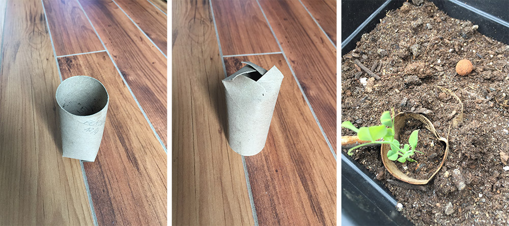 Rouleau papier toilette pour semis